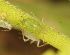 Macrosiphum gei