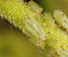 Macrosiphum gei
