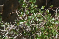 Rhamnus saxatilis