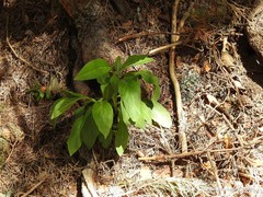 Digitalis purpurea purpurea