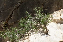 Rhamnus saxatilis