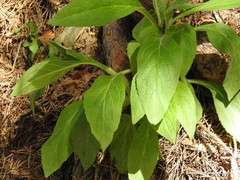 Digitalis purpurea purpurea