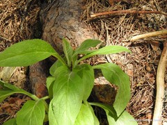 Digitalis purpurea purpurea