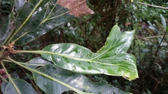 Dilobeia thouarsii