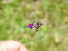 Linaria elegans