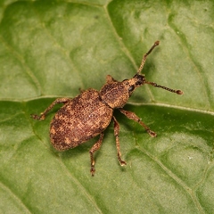 Otiorhynchus veterator