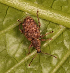 Otiorhynchus veterator