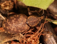 Otiorhynchus veterator