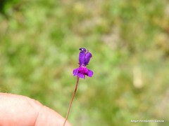 Linaria elegans