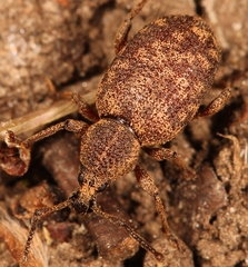 Otiorhynchus veterator