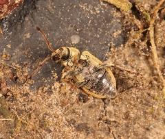 Phyllobius roboretanus