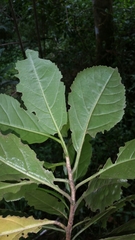 Melanophylla crenata