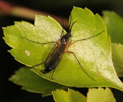 Platyura marginata