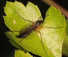 Platyura marginata