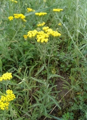 Achillea micrantha