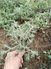 Ceratocarpus arenarius