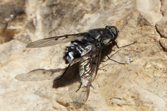 Spogostylum tripunctatum