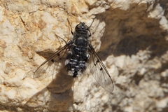 Spogostylum tripunctatum