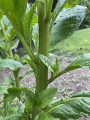 Phytolacca americana