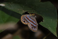 Euselasia thusnelda