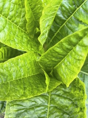 Phytolacca americana