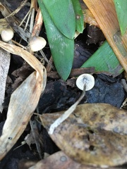 Mycena austrofilopes