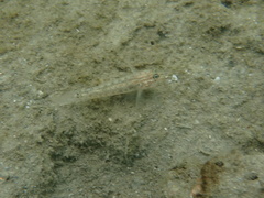 Coryphopterus glaucofraenum