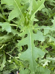 Lactuca serriola