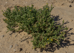 Osteospermum muricatum