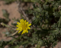 Osteospermum muricatum