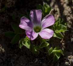 Oxalis lawsonii