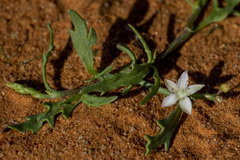 Oxygonum alatum