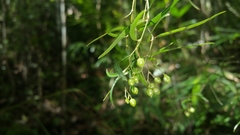 Psychotria taxifolia
