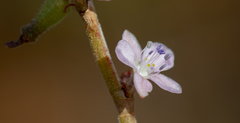 Oxygonum delagoense