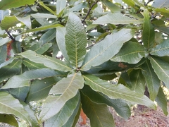 Quercus rysophylla