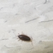 photo of Common Striped Woodlouse (Philoscia muscorum)