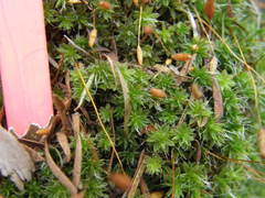 Leptostomum macrocarpum