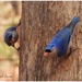 Velvet-fronted Nuthatch (Indian) - Photo (c) Ingkayut Sa-ar, some rights reserved (CC BY-NC), uploaded by Ingkayut Sa-ar