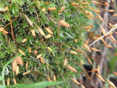 Leptostomum macrocarpum