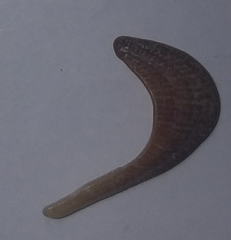 Barbatia barbata