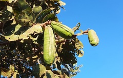 Hymenaea stigonocarpa