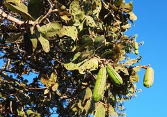 Hymenaea stigonocarpa
