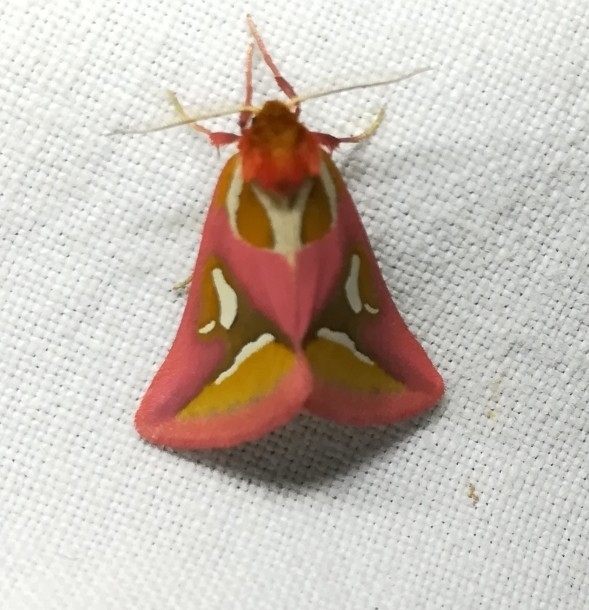 Cimeliidae