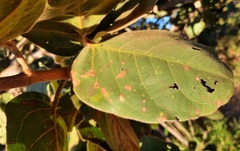 Hymenaea stigonocarpa