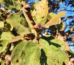 Hymenaea stigonocarpa