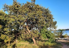 Hymenaea stigonocarpa