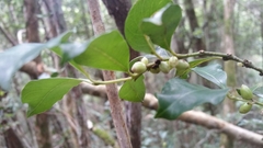 Saldinia proboscidea