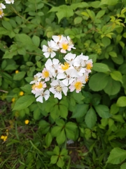 Rosa multiflora