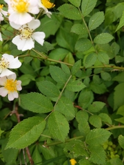 Rosa multiflora