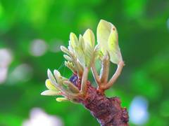 Aglaia rimosa